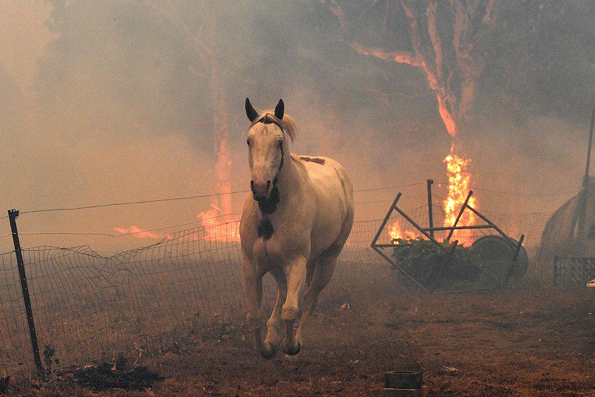 Feuer in Australien - Pferd